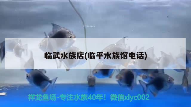 临武水族店(临平水族馆电话) 斑马狗头鱼