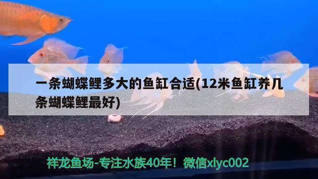 一条蝴蝶鲤多大的鱼缸合适(12米鱼缸养几条蝴蝶鲤最好)