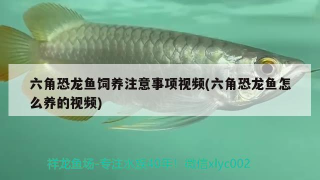 六角恐龙鱼饲养注意事项视频(六角恐龙鱼怎么养的视频) 黄金招财猫鱼