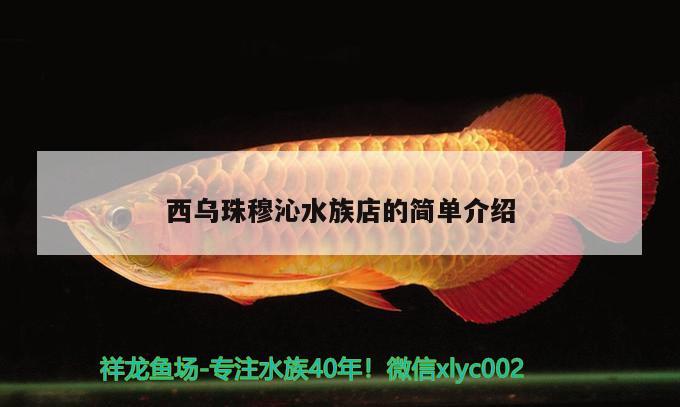 西乌珠穆沁水族店的简单介绍 祥龙鱼场