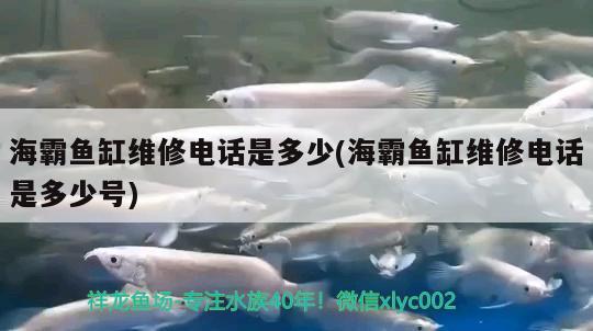 海霸鱼缸维修电话是多少(海霸鱼缸维修电话是多少号) 鱼缸百科