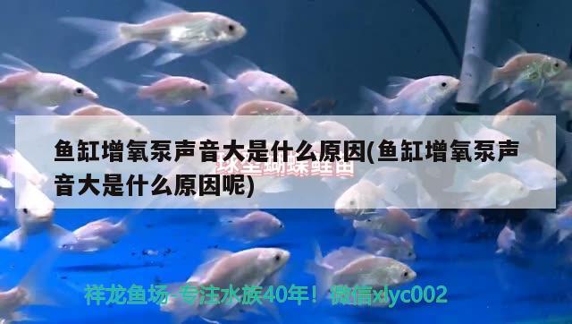 鱼缸增氧泵声音大是什么原因(鱼缸增氧泵声音大是什么原因呢)