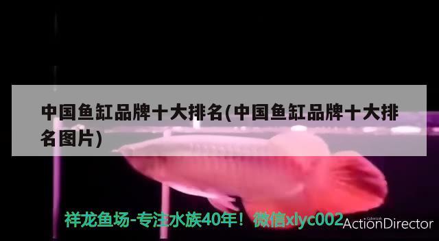 中国鱼缸品牌十大排名(中国鱼缸品牌十大排名图片) 鱼缸