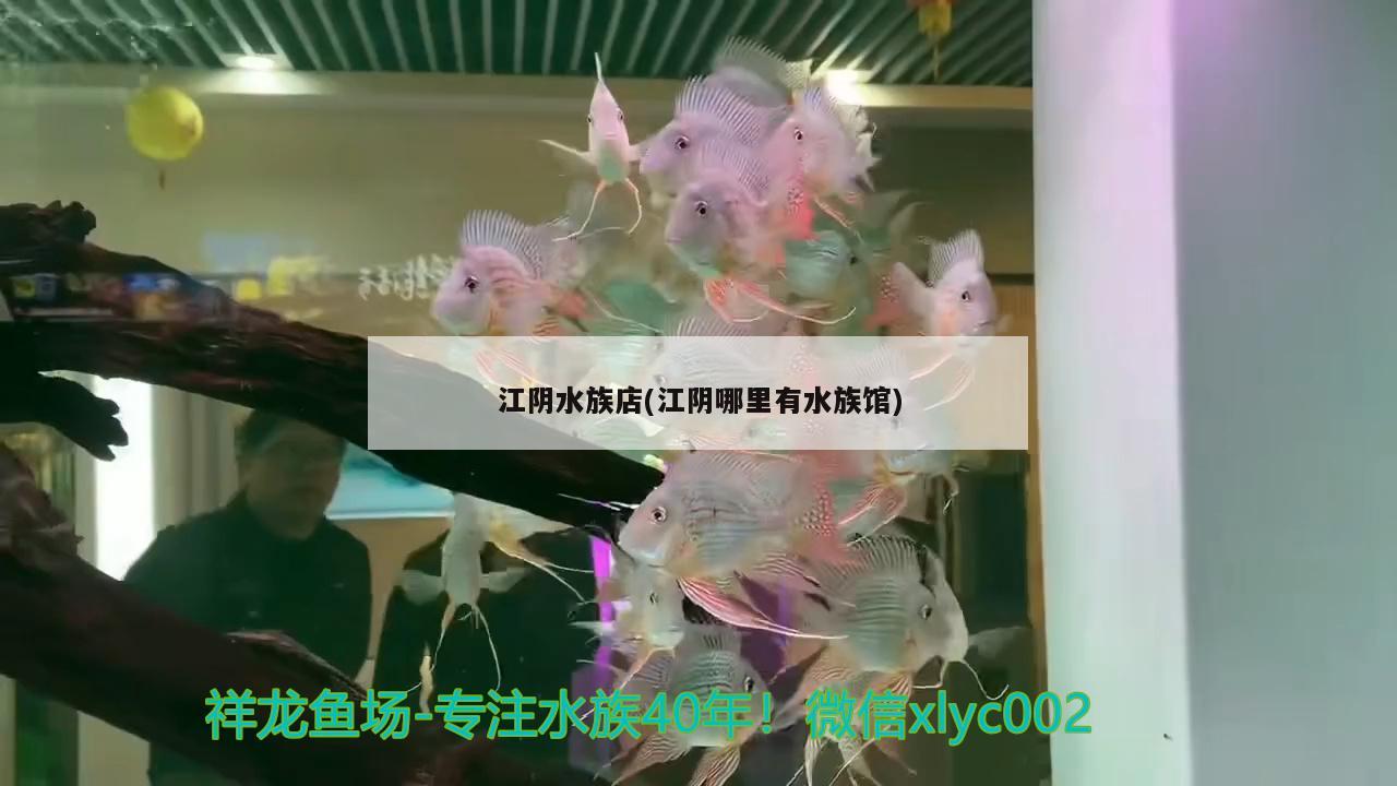 江阴水族店(江阴哪里有水族馆) 三间鼠鱼