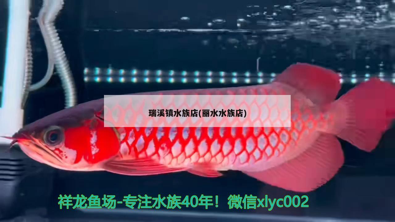 瑞溪镇水族店(丽水水族店) 委内瑞拉奥里诺三间鱼苗 第1张