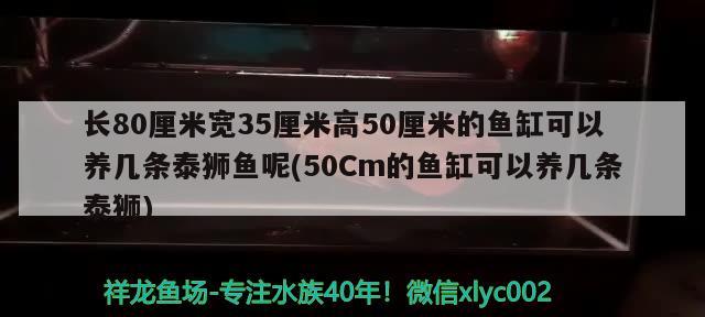 长80厘米宽35厘米高50厘米的鱼缸可以养几条泰狮鱼呢(50Cm的鱼缸可以养几条泰狮) 除藻剂 第1张