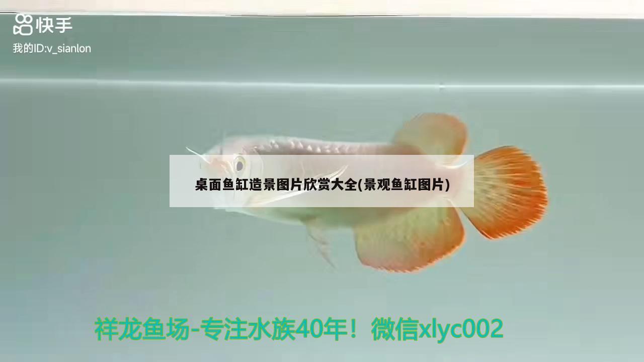 桌面鱼缸造景图片欣赏大全(景观鱼缸图片) 银龙鱼苗