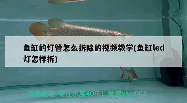 鱼缸的灯管怎么拆除的视频教学(鱼缸led灯怎样拆) 观赏鱼饲料