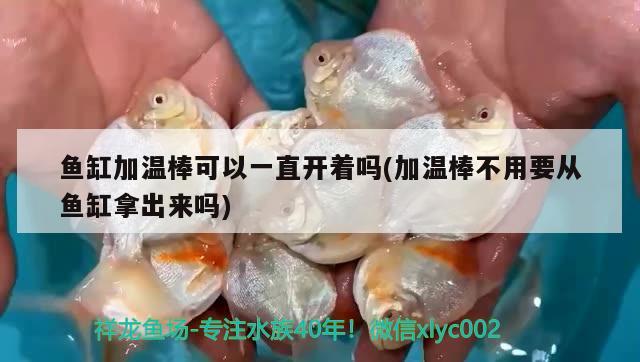 鱼缸加温棒可以一直开着吗(加温棒不用要从鱼缸拿出来吗) 撒旦鸭嘴鱼