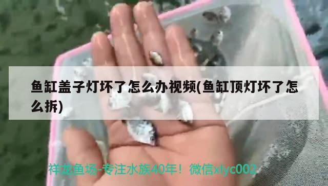 鱼缸盖子灯坏了怎么办视频(鱼缸顶灯坏了怎么拆) 招财战船鱼