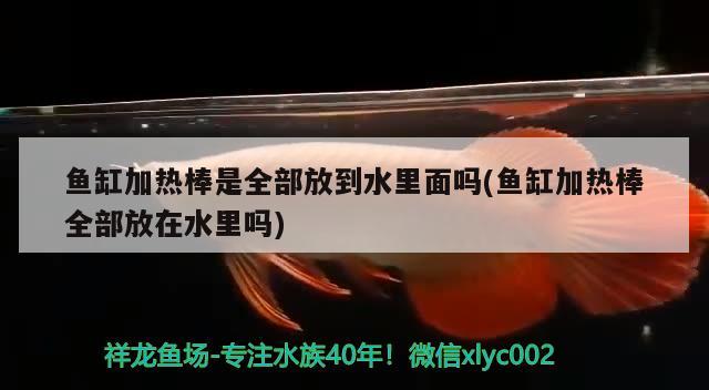 鱼缸加热棒是全部放到水里面吗(鱼缸加热棒全部放在水里吗) 祥龙超血红龙鱼