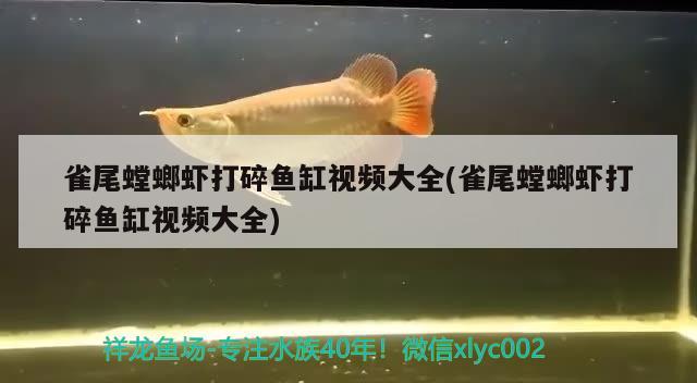 雀尾螳螂虾打碎鱼缸视频大全(雀尾螳螂虾打碎鱼缸视频大全) 鹦鹉鱼