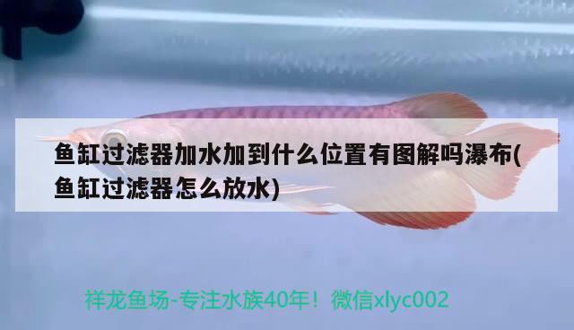 鱼缸过滤器加水加到什么位置有图解吗瀑布(鱼缸过滤器怎么放水) 女王大帆鱼