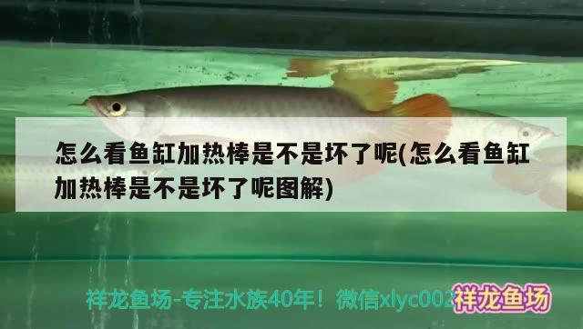 怎么看鱼缸加热棒是不是坏了呢(怎么看鱼缸加热棒是不是坏了呢图解) 其它水族用具设备