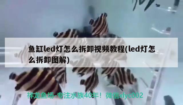 鱼缸led灯怎么拆卸视频教程(led灯怎么拆卸图解) 小型观赏鱼