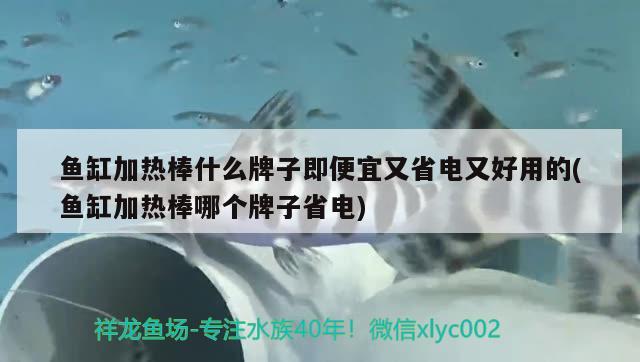 鱼缸加热棒什么牌子即便宜又省电又好用的(鱼缸加热棒哪个牌子省电) 撒旦鸭嘴鱼