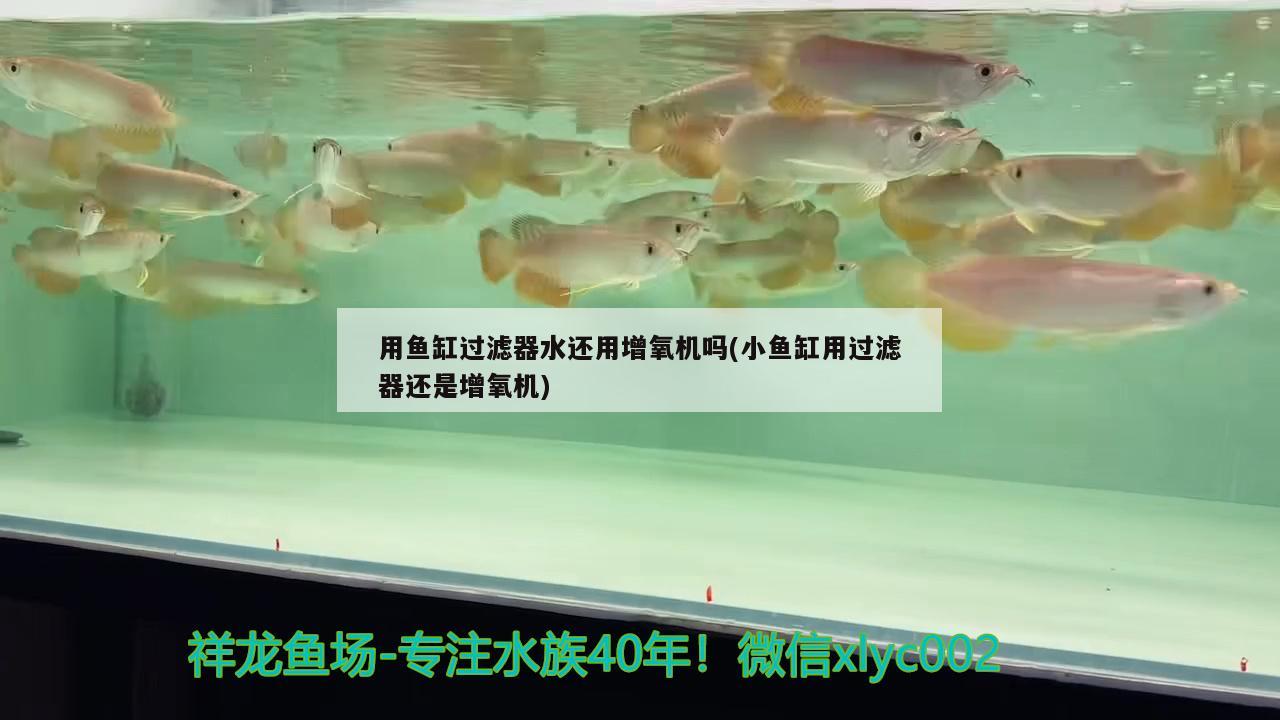 用鱼缸过滤器水还用增氧机吗(小鱼缸用过滤器还是增氧机)