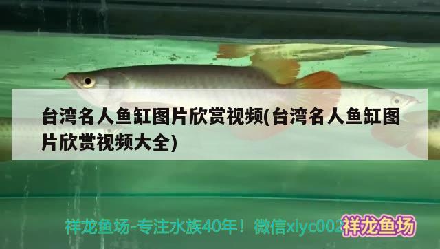 台湾名人鱼缸图片欣赏视频(台湾名人鱼缸图片欣赏视频大全) 柠檬鲫