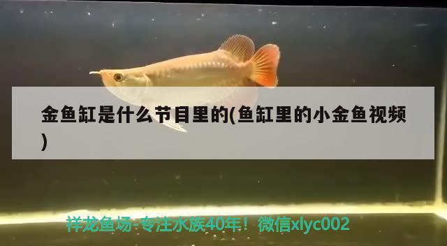 金鱼缸是什么节目里的(鱼缸里的小金鱼视频) 祥龙进口元宝凤凰鱼