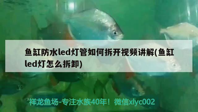 鱼缸防水led灯管如何拆开视频讲解(鱼缸led灯怎么拆卸)