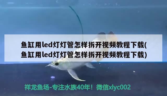 鱼缸用led灯灯管怎样拆开视频教程下载(鱼缸用led灯灯管怎样拆开视频教程下载) 孵化器