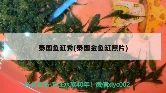 泰国鱼缸秀(泰国金鱼缸照片) 广州水族批发市场