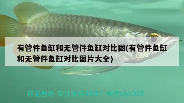 有管件鱼缸和无管件鱼缸对比图(有管件鱼缸和无管件鱼缸对比图片大全) 水草