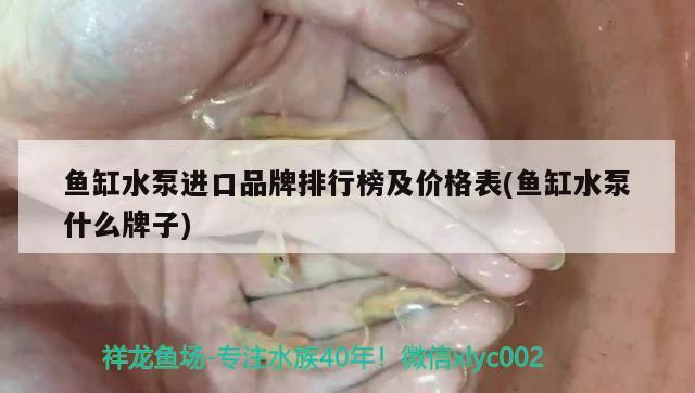 鱼缸水泵进口品牌排行榜及价格表(鱼缸水泵什么牌子)