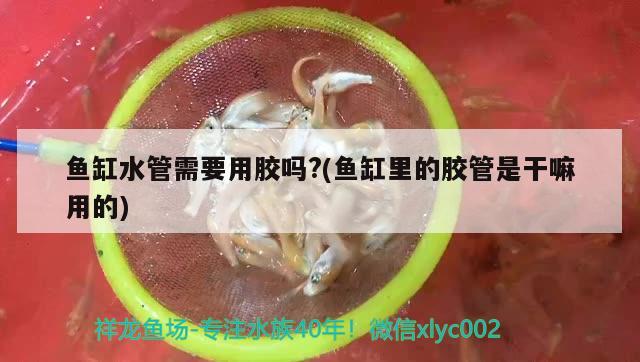 鱼缸水管需要用胶吗?(鱼缸里的胶管是干嘛用的)