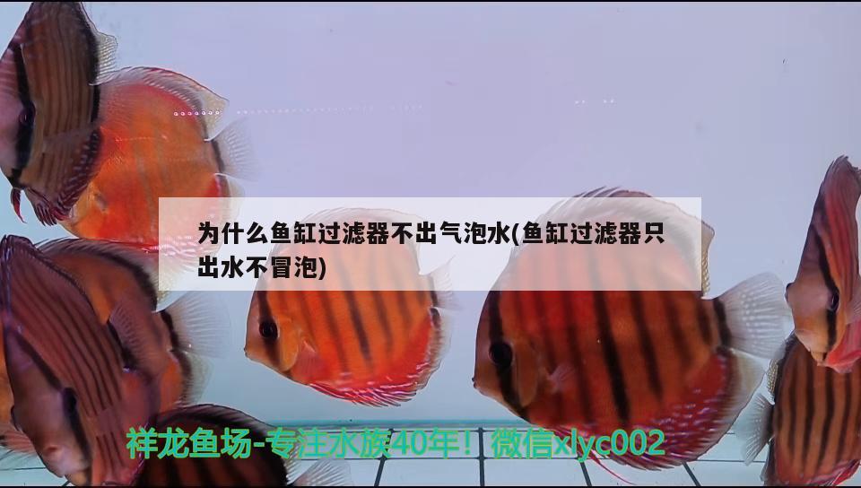 为什么鱼缸过滤器不出气泡水(鱼缸过滤器只出水不冒泡)