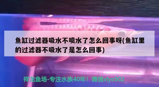 鱼缸过滤器吸水不喷水了怎么回事呀(鱼缸里的过滤器不吸水了是怎么回事)