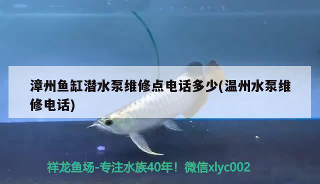 漳州鱼缸潜水泵维修点电话多少(温州水泵维修电话) 白子黄化银龙鱼