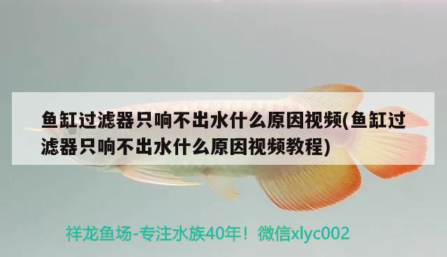 鱼缸过滤器只响不出水什么原因视频(鱼缸过滤器只响不出水什么原因视频教程) 巴卡雷龙鱼