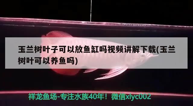 玉兰树叶子可以放鱼缸吗视频讲解下载(玉兰树叶可以养鱼吗)