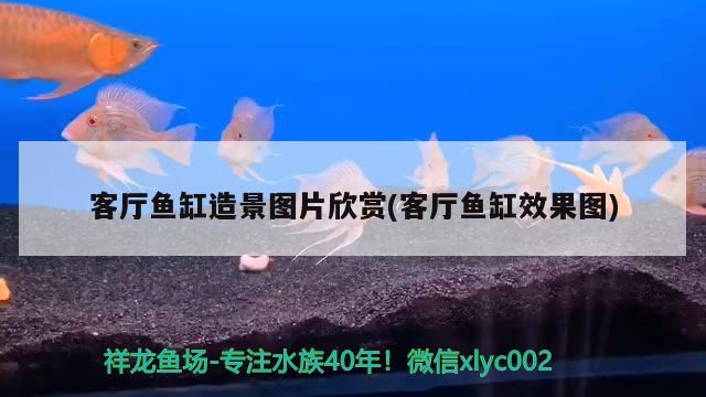 客厅鱼缸造景图片欣赏(客厅鱼缸效果图) 鱼缸清洁用具