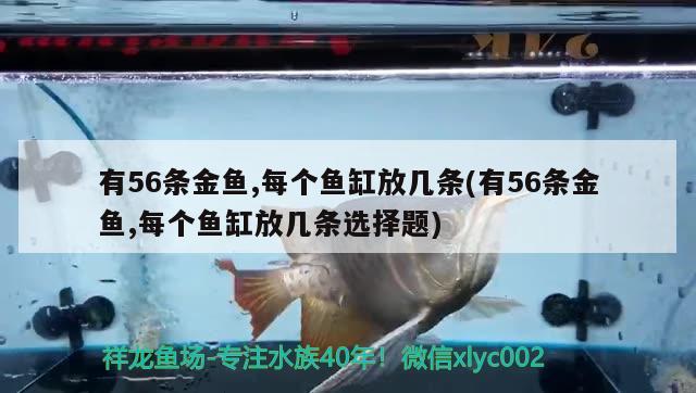 有56条金鱼,每个鱼缸放几条(有56条金鱼,每个鱼缸放几条选择题) 鱼缸等水族设备