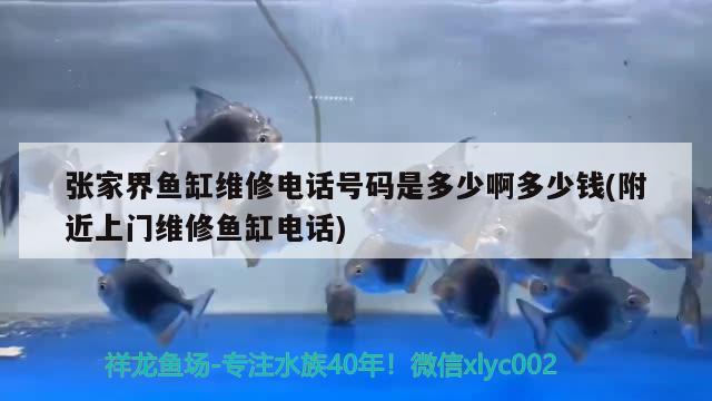 张家界鱼缸维修电话号码是多少啊多少钱(附近上门维修鱼缸电话) 熊猫异形鱼L46