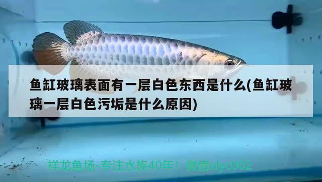 鱼缸玻璃表面有一层白色东西是什么(鱼缸玻璃一层白色污垢是什么原因)