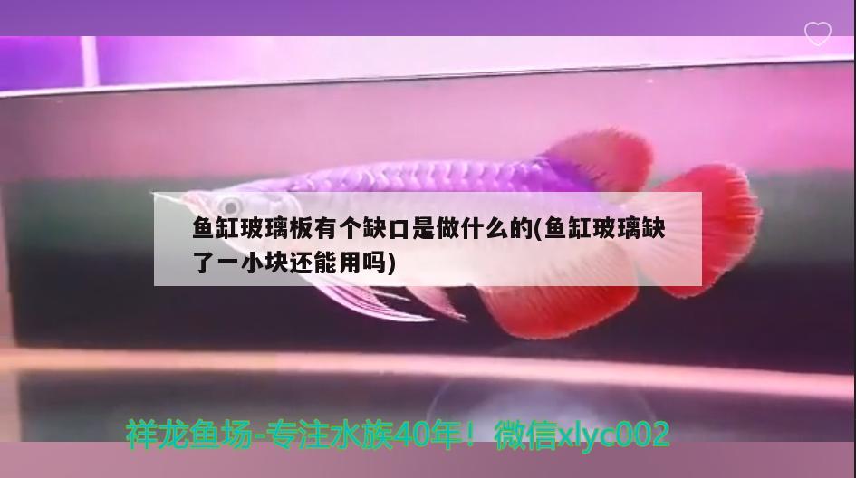 鱼缸玻璃板有个缺口是做什么的(鱼缸玻璃缺了一小块还能用吗) 金老虎鱼