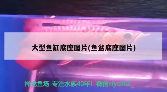 大型鱼缸底座图片(鱼盆底座图片) 皇冠黑白魟鱼 第2张