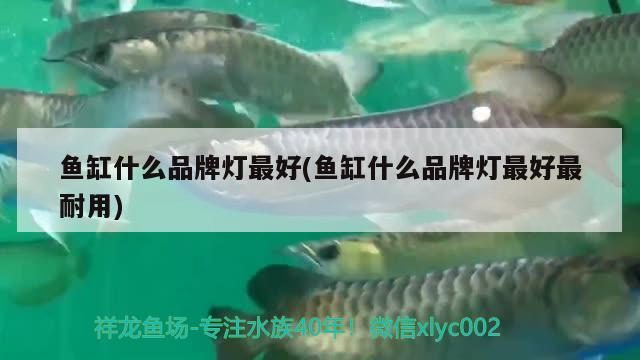 鱼缸什么品牌灯最好(鱼缸什么品牌灯最好最耐用) 泰庞海莲鱼