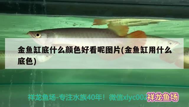 金鱼缸底什么颜色好看呢图片(金鱼缸用什么底色) 泰庞海鲢鱼