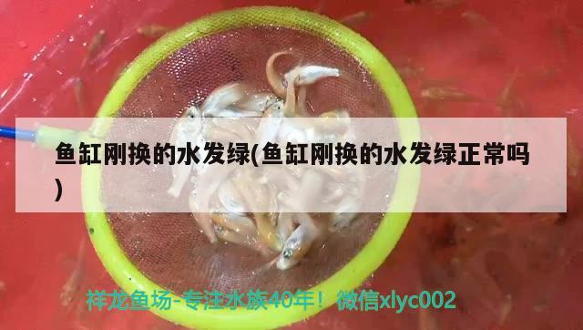 鱼缸刚换的水发绿(鱼缸刚换的水发绿正常吗) 白子关刀鱼