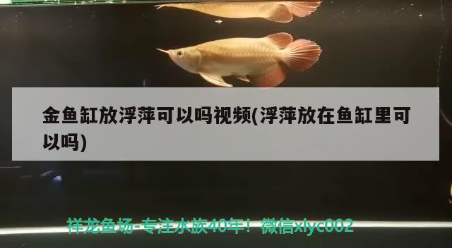 金鱼缸放浮萍可以吗视频(浮萍放在鱼缸里可以吗)