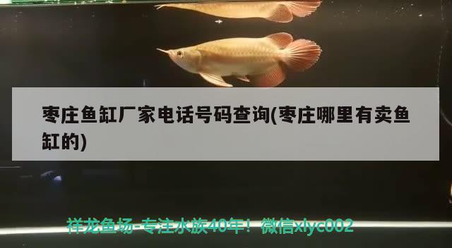 枣庄鱼缸厂家电话号码查询(枣庄哪里有卖鱼缸的)