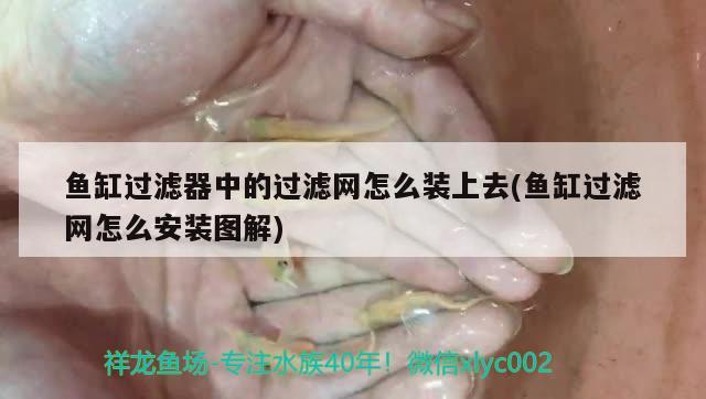 鱼缸过滤器中的过滤网怎么装上去(鱼缸过滤网怎么安装图解) 元宝鲫