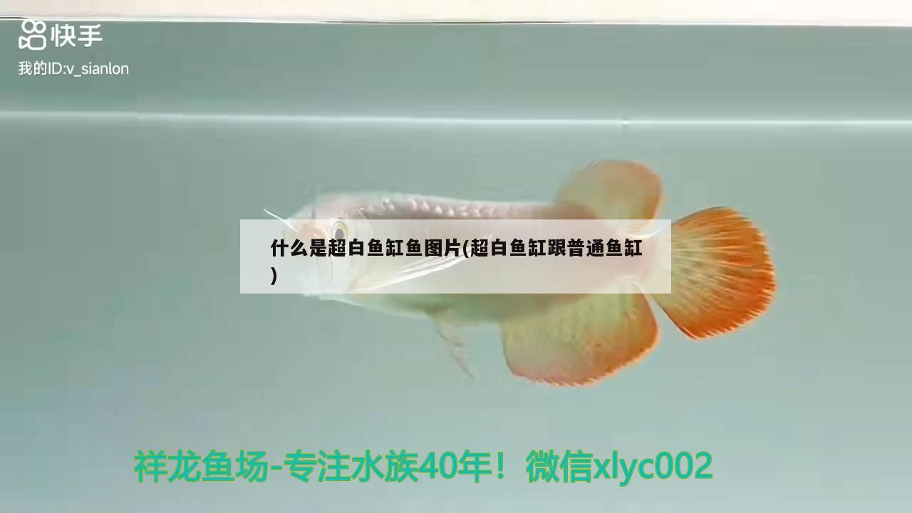 什么是超白鱼缸鱼图片(超白鱼缸跟普通鱼缸) 祥龙龙鱼鱼粮