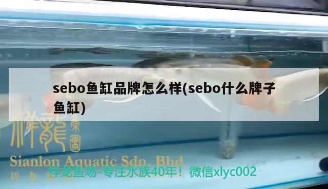 sebo鱼缸品牌怎么样(sebo什么牌子鱼缸)