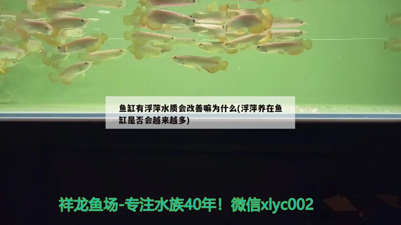 鱼缸有浮萍水质会改善嘛为什么(浮萍养在鱼缸是否会越来越多) 观赏鱼饲料 第2张