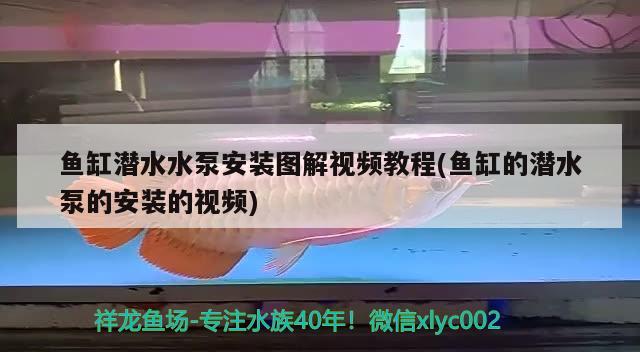 鱼缸潜水水泵安装图解视频教程(鱼缸的潜水泵的安装的视频)